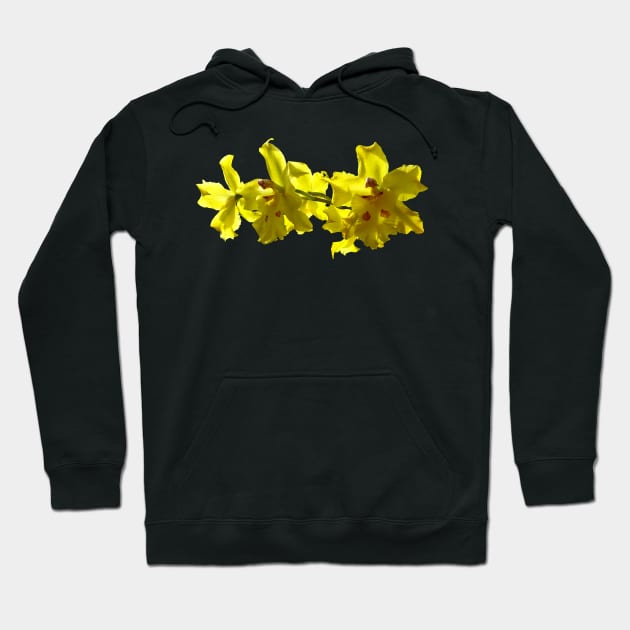 Backlit Yellow Orchids Hoodie by SusanSavad